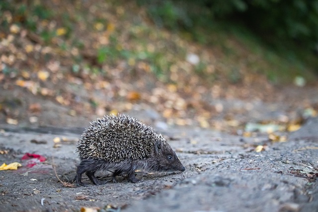 CBA杯战报：胡金秋19分，广厦92-89险胜北京